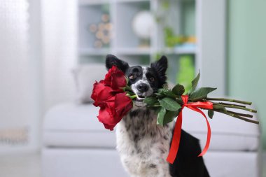 Kırmızı güllü şirin bir Border Collie köpeği.