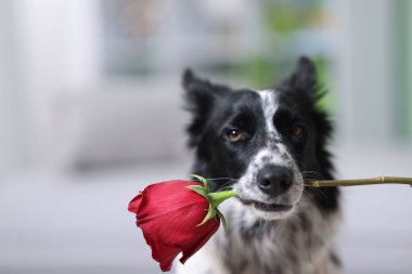 Kırmızı güllü şirin bir Border Collie köpeği, yakın plan. Metin için boşluk