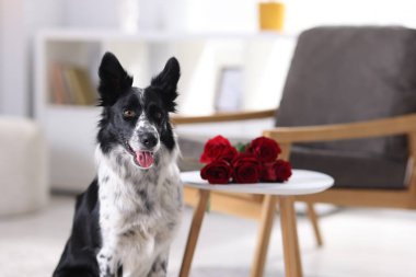 Masanın yanında kırmızı gülleri olan şirin Border Collie köpeği. Metin için boşluk