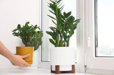 Bir kadın pencerenin pervazına yeşil çiçekleri yerleştiriyor.