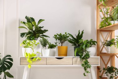 Beyaz masadaki farklı yeşil bitkiler ve içerideki raf ünitesi.