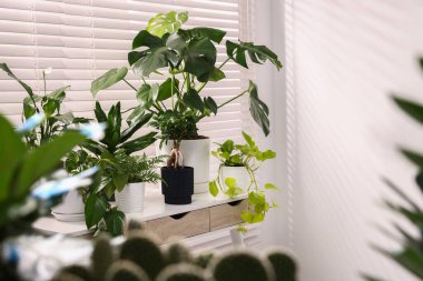 Pencerenin yanındaki masada farklı saksı bitkileri var.