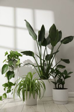 Beyaz duvarın yanındaki çömleklerde farklı güzel bitkiler.