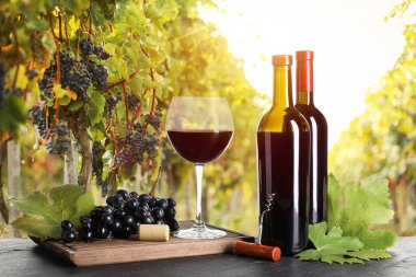 Şişe ve bardakta şarap, taze üzüm, üzüm bağında tirbuşon.