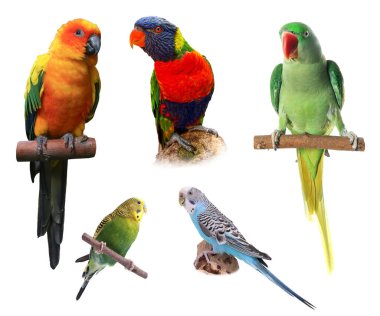 Beyaza izole edilmiş farklı papağan koleksiyonu. Evcil hayvan