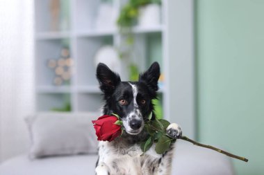 Kırmızı güllü şirin bir Border Collie köpeği, yakın plan.