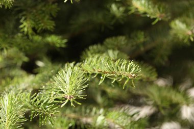 Güzel Noel ağacının dalları, yakın çekim manzarası.