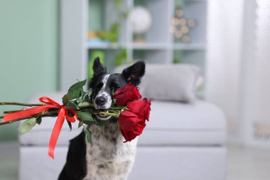 İçeride kırmızı gülleri olan şirin bir Collie köpeği. Metin için boşluk