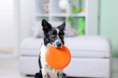 Kapalı alanda uçan diski olan şirin bir Border Collie köpeği, yakın plan.