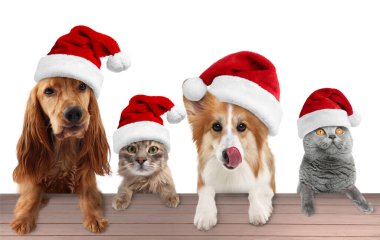Beyaz arka planda Noel Baba şapkalı sevimli kedi ve köpekler. Hayvanlar pençelerini masaya koyuyorlar.