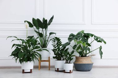 Beyaz duvarın yanında, yerde güzel saksılar var.