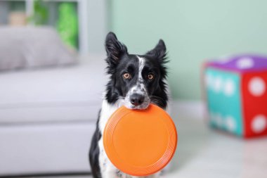 Kapalı alanda uçan diski olan şirin bir Border Collie köpeği, yakın plan.