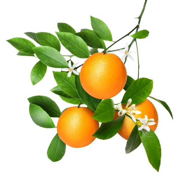 Yeşil yapraklı ve beyaz yapraklı portakallar. Citrus bitkisi