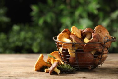 Tahta masada farklı yabani mantarlar, metin için yer
