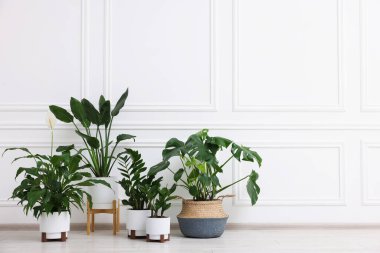 Beyaz duvarın yanındaki yerde çok güzel saksılar var. Metin için boşluk