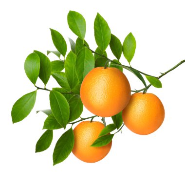 Dala asılmış portakallar ve beyaz yapraklar. Citrus bitkisi