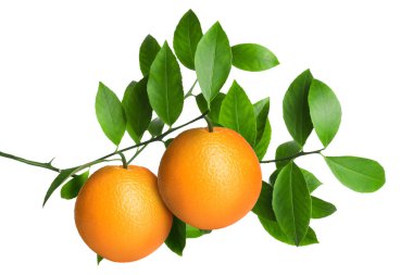Dala asılmış portakallar ve beyaz yapraklar. Citrus bitkisi