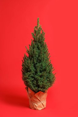 Kırmızı arka planda küçük çam ağaçları var. Noel dekoru