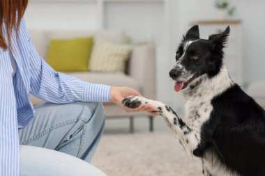 Şirin Border Collie köpeği ev sahibine patisini uzatıyor, yakın plan.