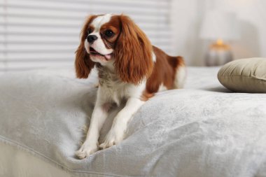Şövalye Kral Charles Spaniel evde yatakta
