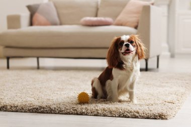Şövalye Kral Charles Spaniel 'in köpeği. Metin için boşluk