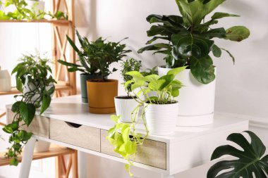 Beyaz masadaki farklı yeşil bitkiler kapalı, yakın plan.