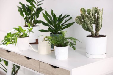 Farklı yeşil bitkiler ve su bidonları beyaz masa içinde, yakın plan.