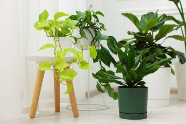 Kapalı mekanlarda farklı güzel bitkiler, yakın çekim.