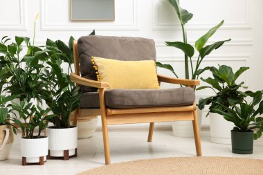 Tencere ve koltuklardaki farklı güzel bitkiler.