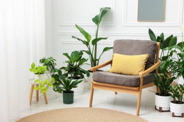 Tencere ve koltuklardaki farklı güzel bitkiler.