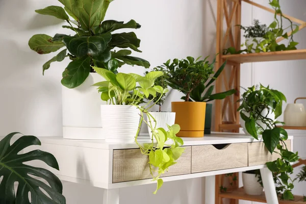 Beyaz masadaki farklı yeşil bitkiler kapalı, yakın plan.