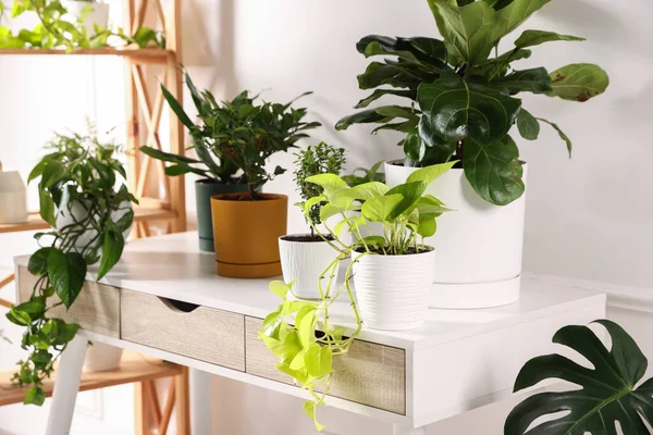 Beyaz masadaki farklı yeşil bitkiler kapalı, yakın plan.