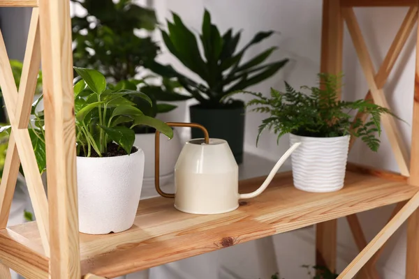 Kapalı alanda, ahşap raflarda farklı yeşil bitkiler ve sulama konserveleri var.