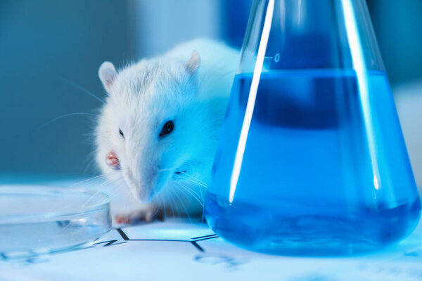 Cute rat, papers, Petri dish and flask with sample on table in laboratory, closeup