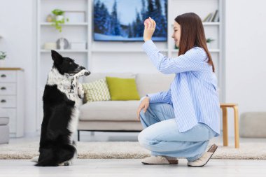 Evde Collie köpeğiyle oynayan bir kadın.