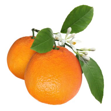 Yeşil yapraklı ve beyaz yapraklı portakallar. Citrus bitkisi