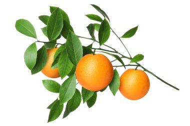 Dala asılmış portakallar ve beyaz yapraklar. Citrus bitkisi