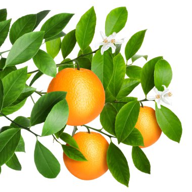 Yeşil yapraklı ve beyaz yapraklı portakallar. Citrus bitkisi