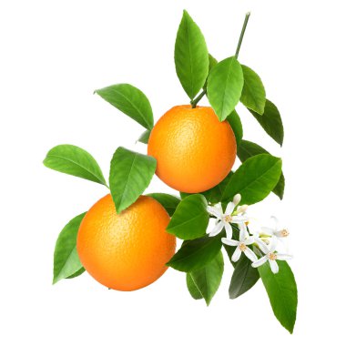 Yeşil yapraklı ve beyaz yapraklı portakallar. Citrus bitkisi
