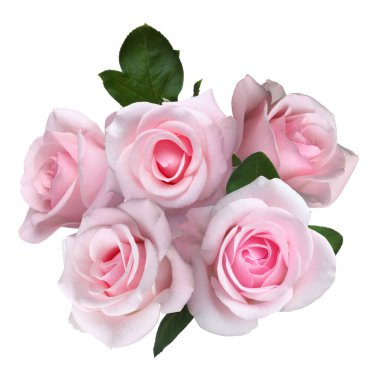 Beyaz üzerinde yeşil yapraklı pembe güller