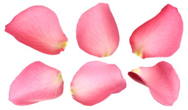 Beyaz arka planda taze pembe gül yaprakları