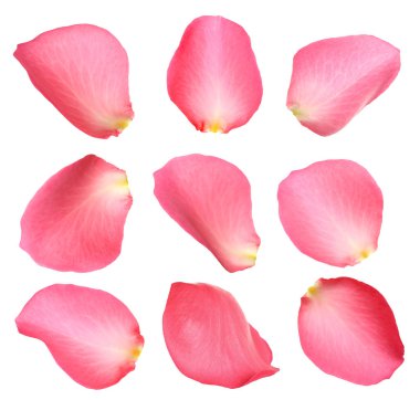 Beyaz arka planda taze pembe gül yaprakları