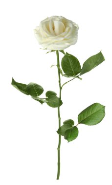 Beyaz yapraklı güzel gül.