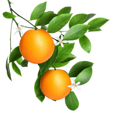 Yeşil yapraklı ve beyaz yapraklı portakallar. Citrus bitkisi