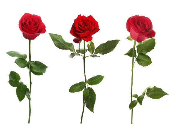 Красные цветы розы изолированы на белом, набор