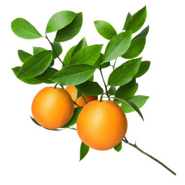 Dala asılmış portakallar ve beyaz yapraklar. Citrus bitkisi
