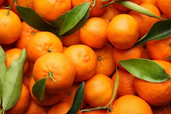 Arka plan olarak yeşil yapraklı taze mandalinalar.