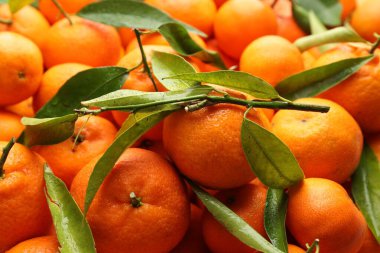 Yeşil yapraklı taze mandalinalar ve arka plan olarak su damlaları, yakın çekim