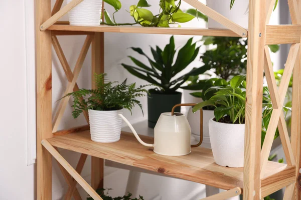 İçerideki ahşap raf ünitesinde farklı yeşil bitkiler ve sulama konserveleri var.