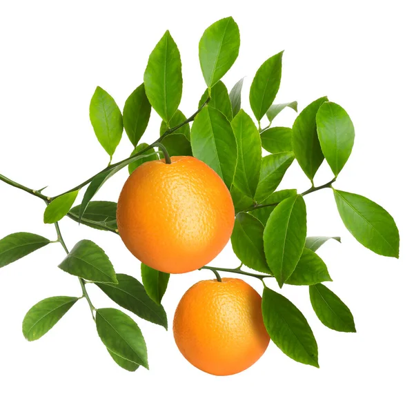 Dala asılmış portakallar ve beyaz yapraklar. Citrus bitkisi